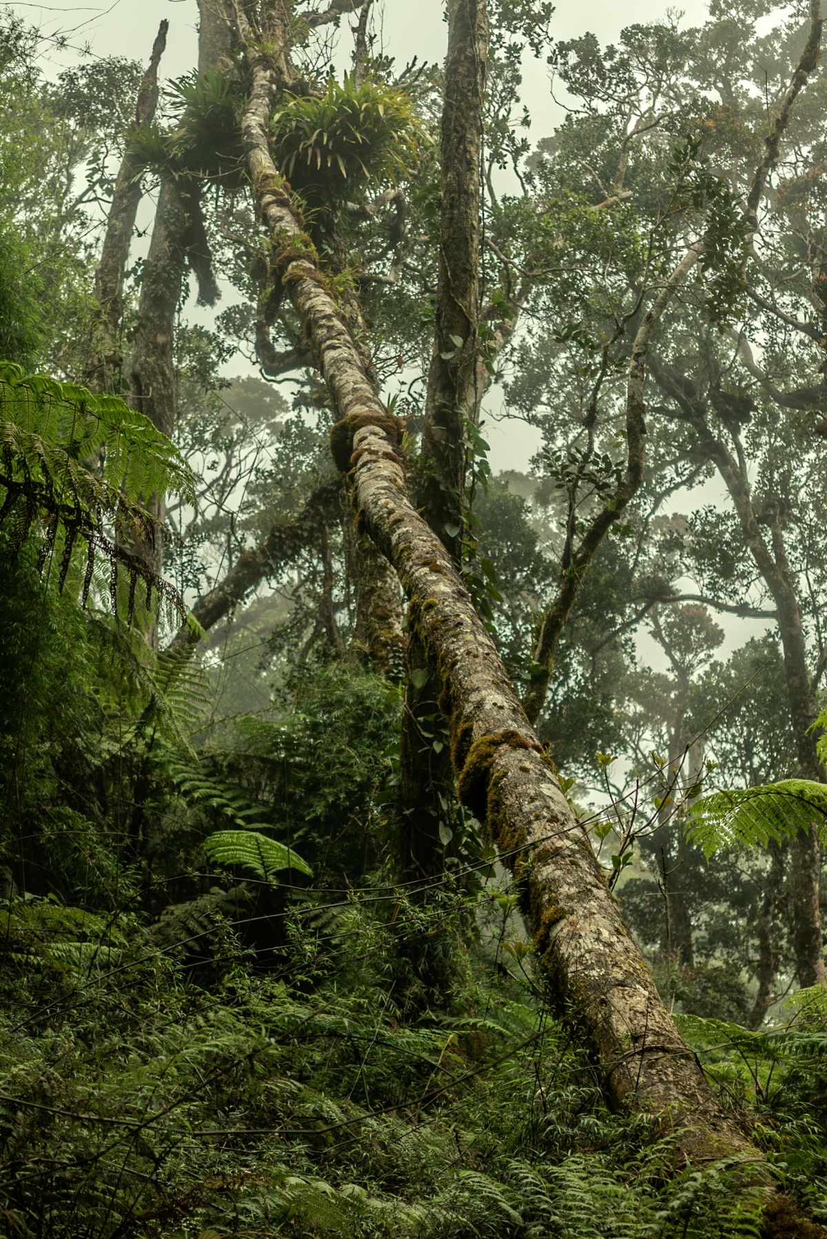 Photo of rainforest in Mount Kinabalu Malaysian Borneo Sabah. Photo is free to use