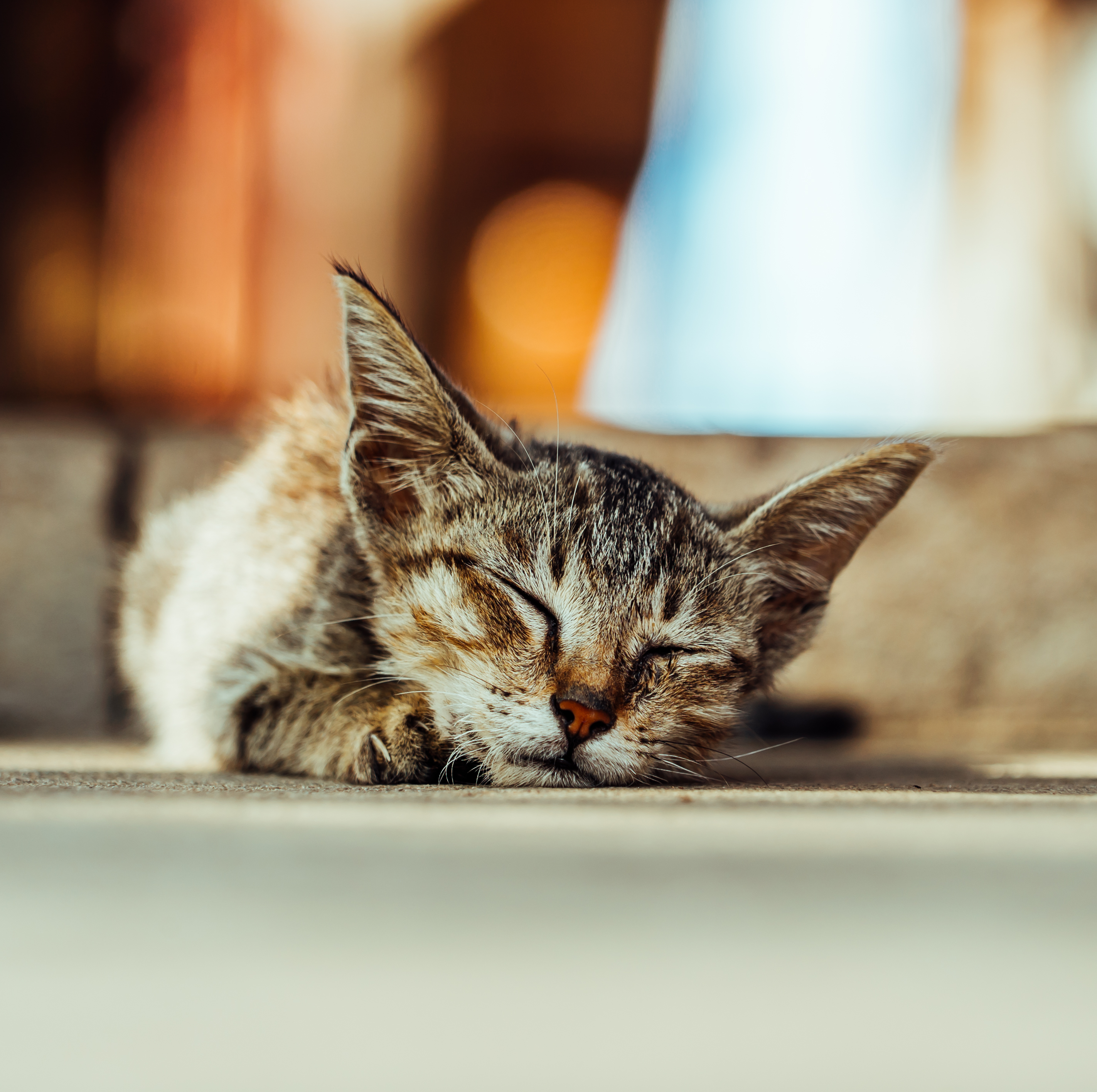 Cat sleeping the day away, Mawlamyine, Myanmar