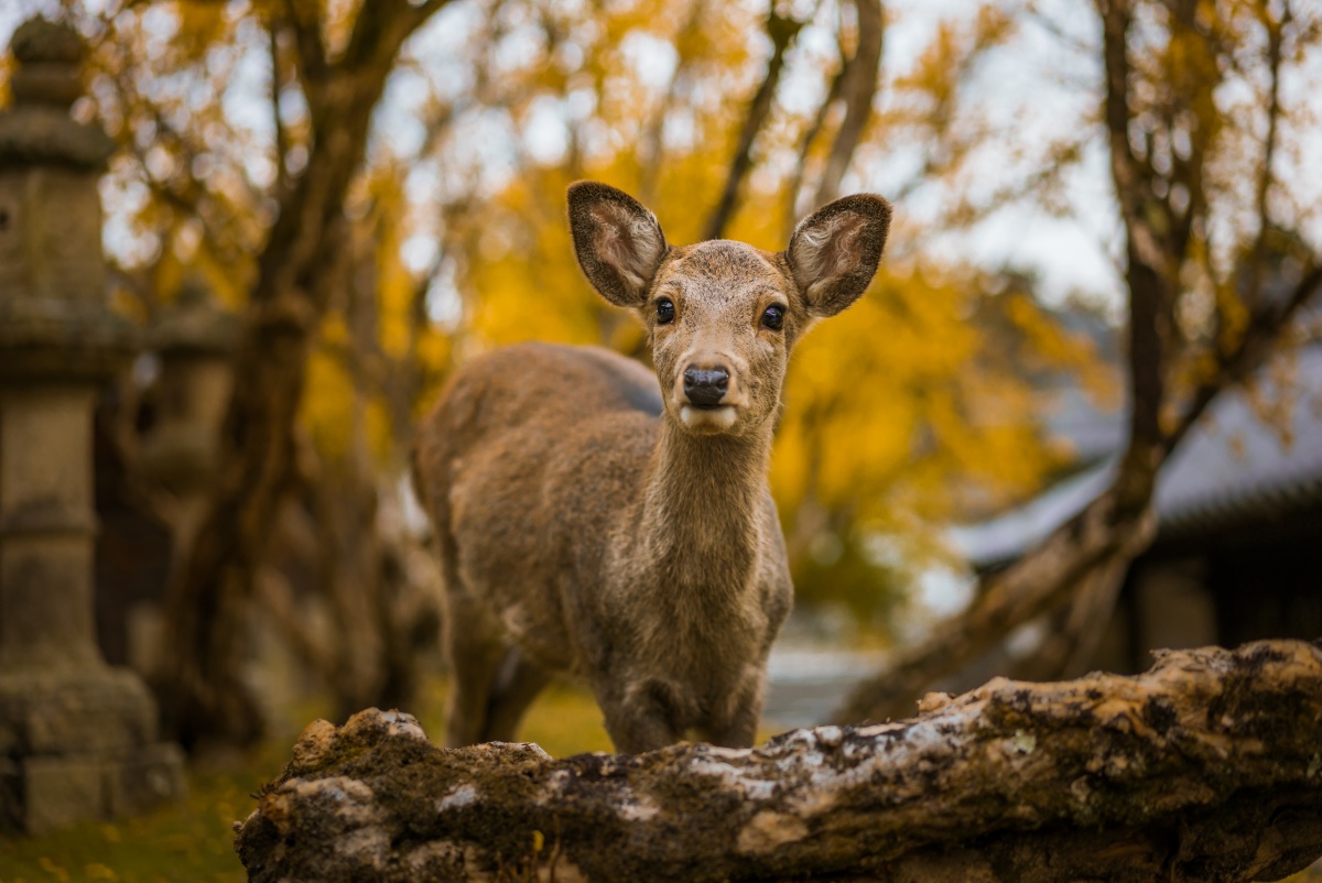 Photo of a cute baby deer in Nara, Japan taken in autumn colors.