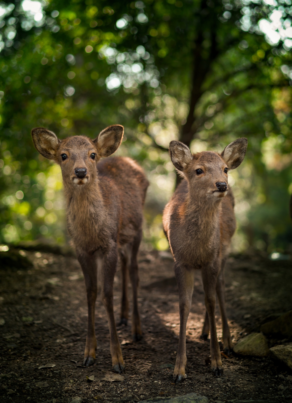 Photo of cute deer siblings in Nara, Japan