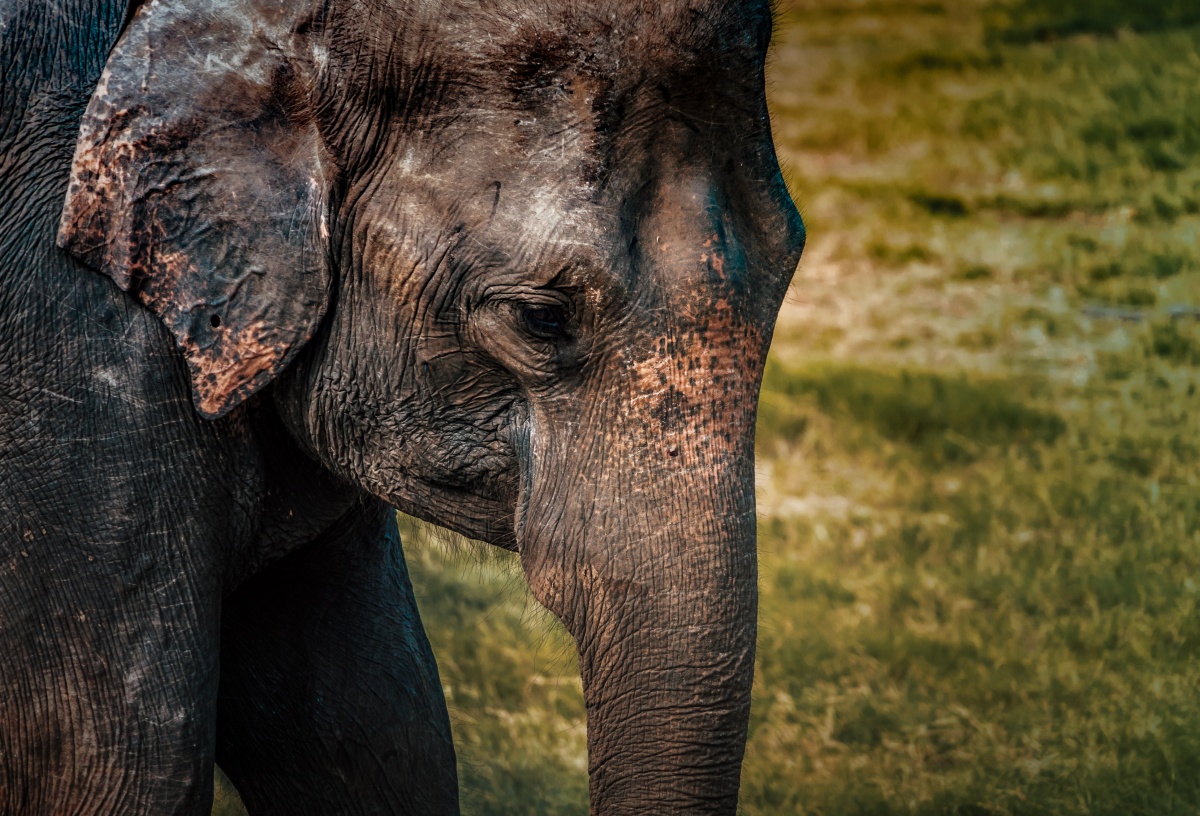 Elephant in Minneriya National Park, Sri Lanka
