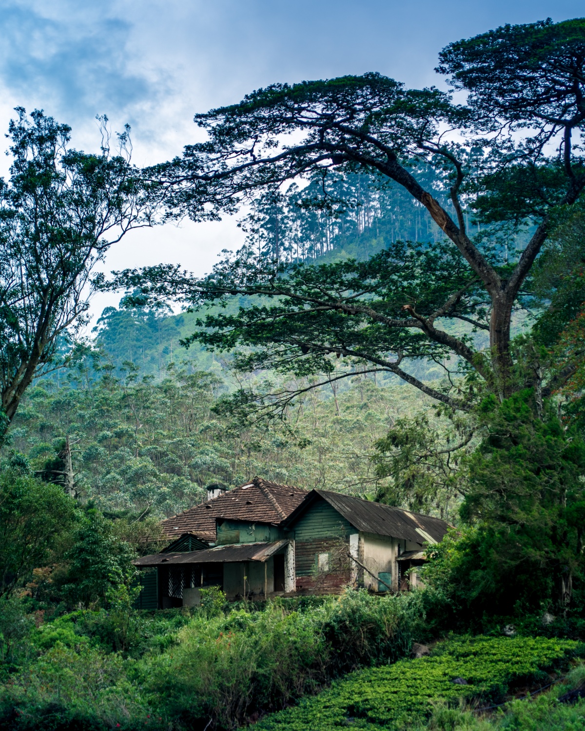 Photo of hillside house under a big tree. The photo has pretty mystical feeling into it.