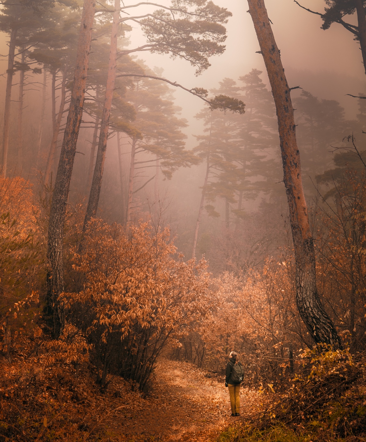 Photo of Misty autumn forest in Japanese alps near Matsumoto and Asama Onsen