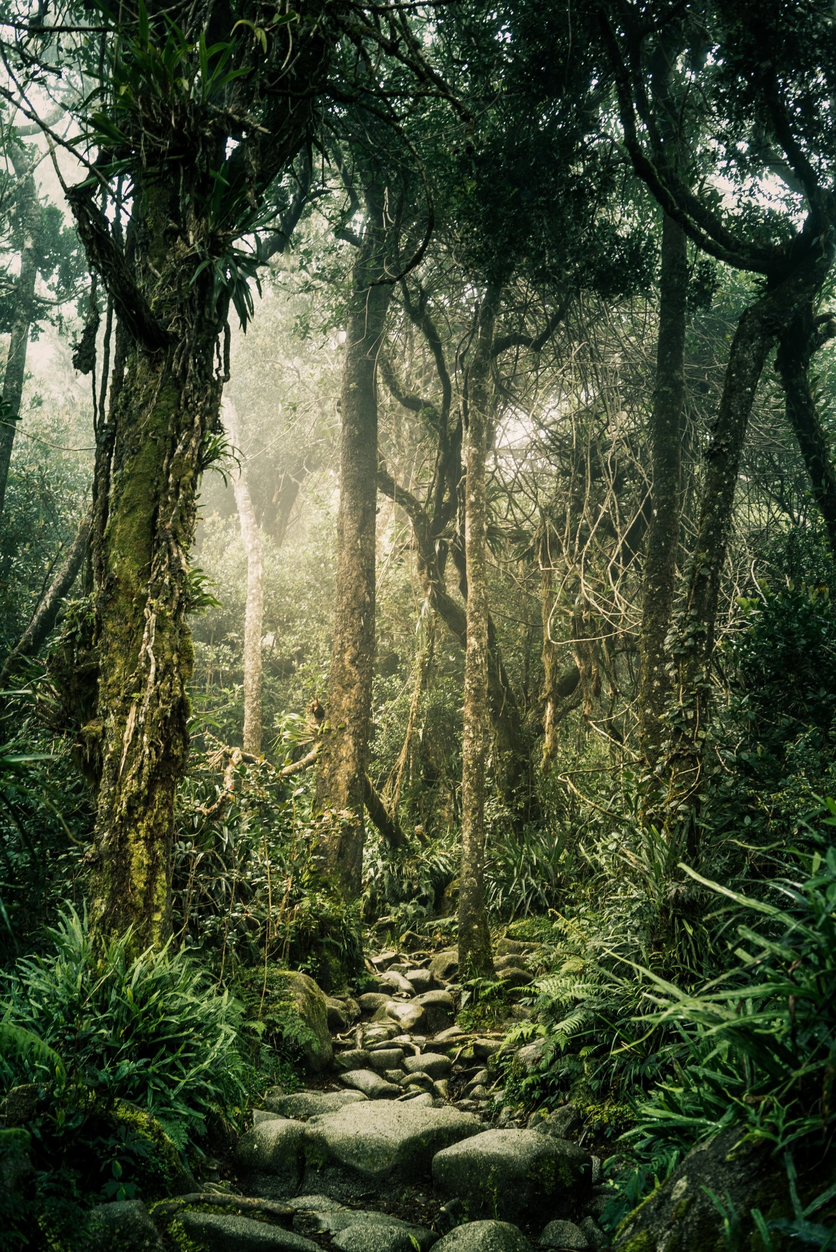 Photo taken from pathway leading to the top of Mount Kinabalu