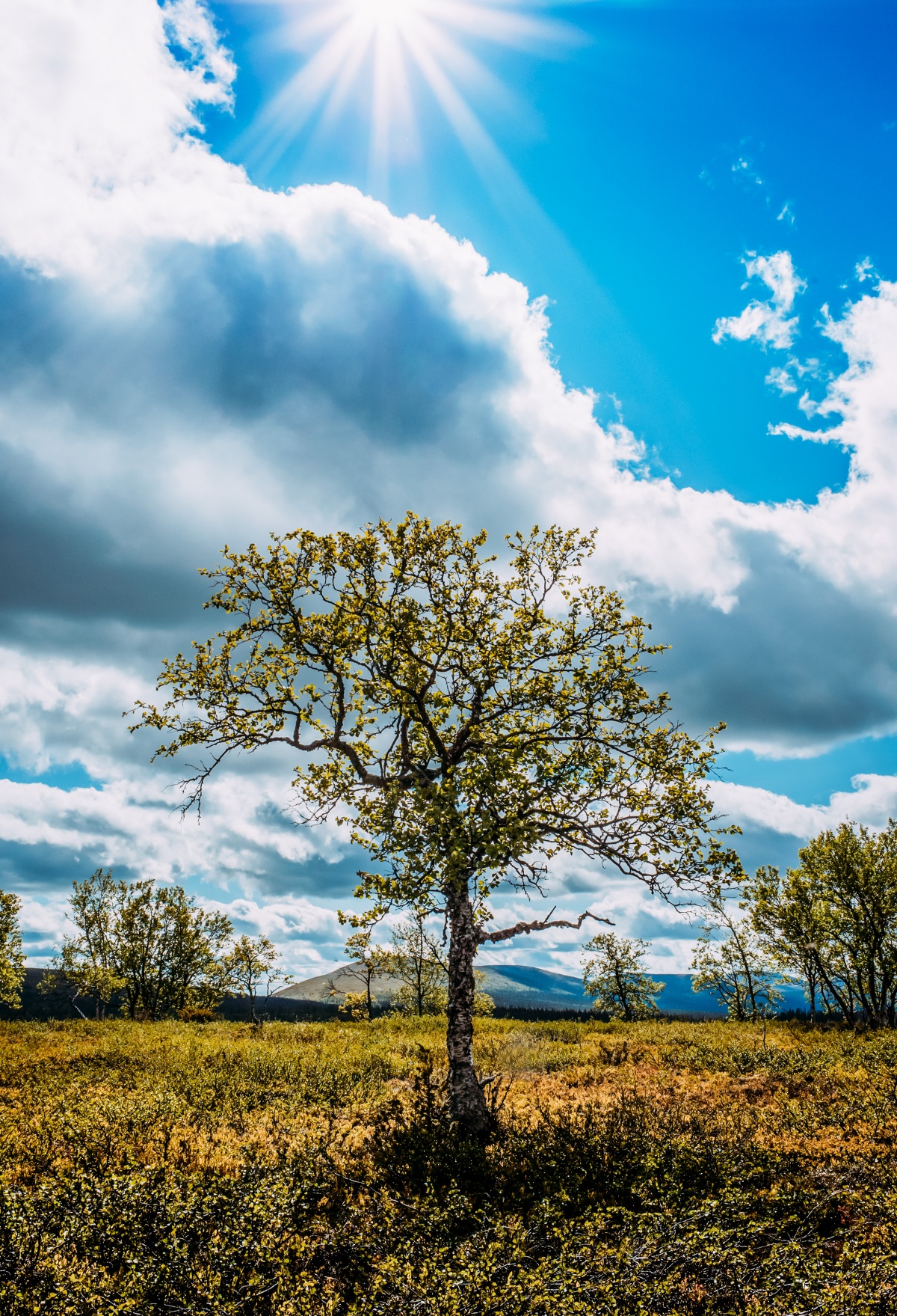 Photo of a beautiful tree in Lapland