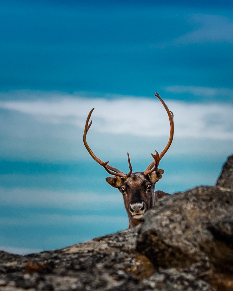 Photo of a reindeer hiding behind a rock