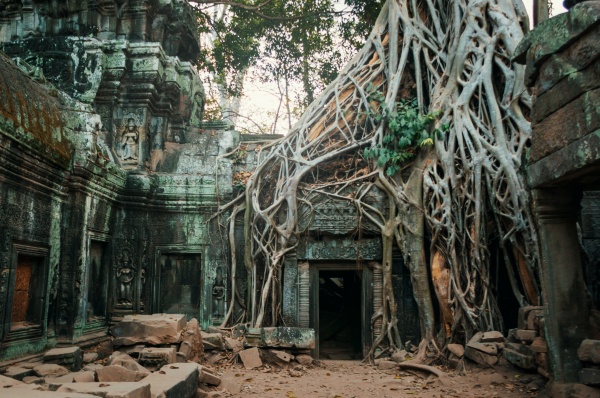 Temple ruins covered by roots