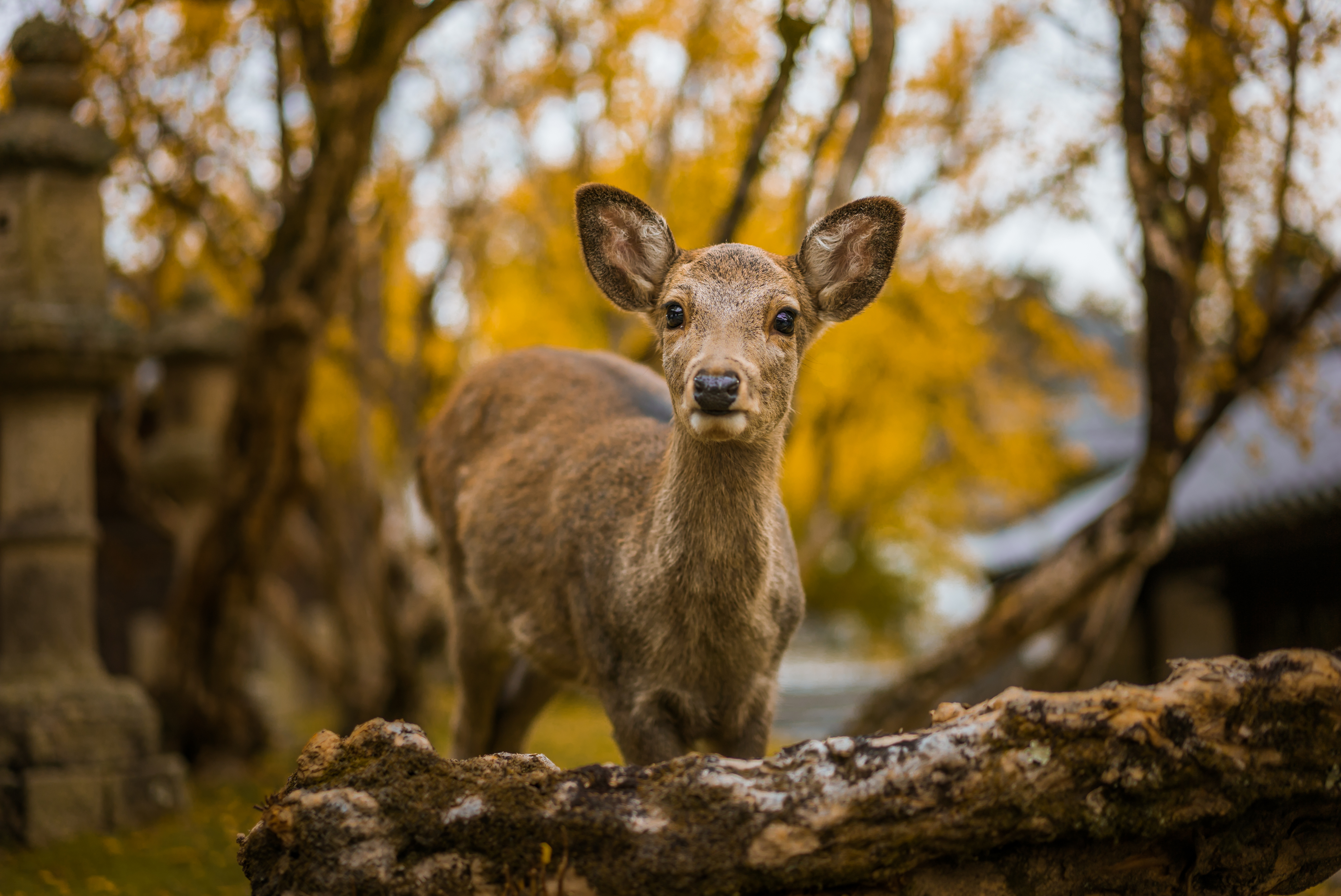 Download Free photo of a cute baby deer in Nara, Japan | Wandervisions